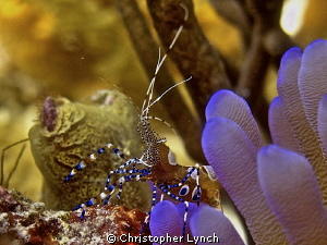 cleaner on anemone...no flash 25' on Klien bonaire by Christopher Lynch 